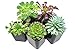 Succulents