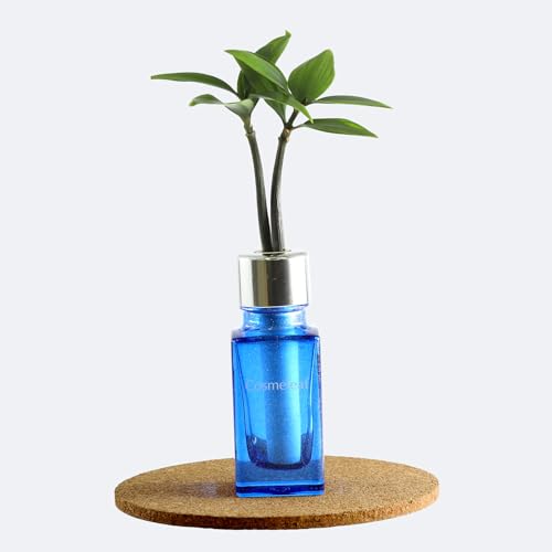日本古来の植物 「良縁を結ぶ ご神木 梛 (なぎ) の木」と コスメ感覚 ガラス製ミニボトル「コスメリーフ 9月誕生石色 ブルーサファイア」1個セット【土なし 清潔 水やり簡単 G-STICK】（Amazon）