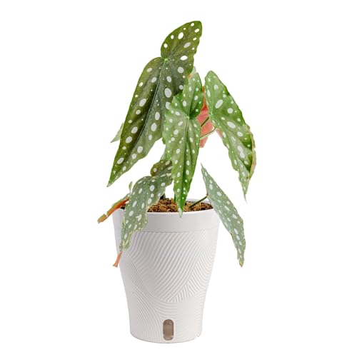 Begonia Live Plant