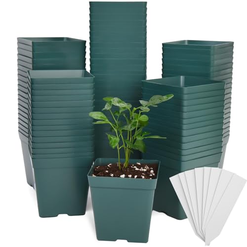 June Fox 100 Pack Green Square Nursery Pots with Drainage Holes 3.3 Inches Flexible Plastic Seedling Pots Square Pots for Plants, Succulent, Flower, with Plant Labels