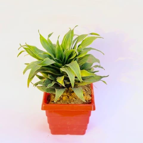 Best Nursery Dracaena Compacta in 6 Inch Plant Red Premium Orchid Square Plastic Pot-image-11