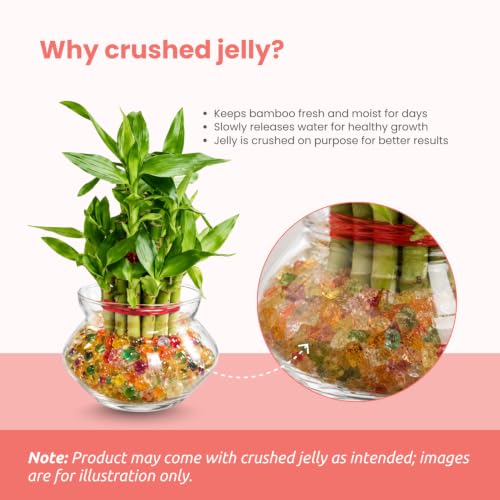 Image of Nurturing Green Lucky Bamboo Plant, 2-Layer, Lucky Plants for Gifting