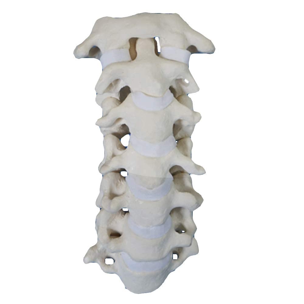Buy Assembly Educational Model Cervical Spine Model Human Skeleton Anatomy Model Anatomical