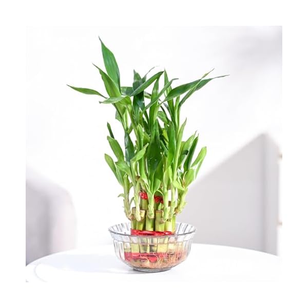 Ugaoo Lucky Bamboo Feng Shui Plant
