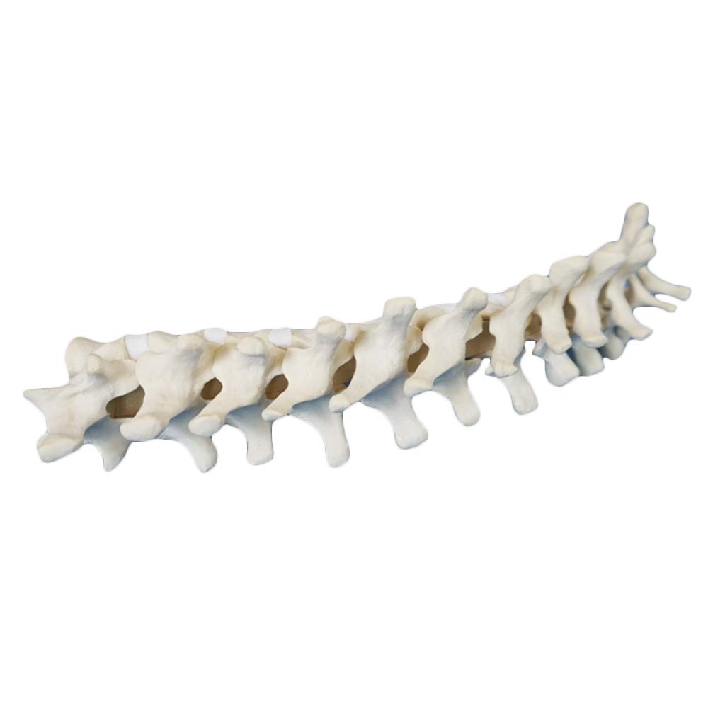 sjdoPulse Human Skeleton Bone Model - Thoracic Spine Models - Medical Anatomical Thoracic Spine Models - Surgery Orthopedic Practice Simulation Thoracic Spine Model - for Study Teaching
