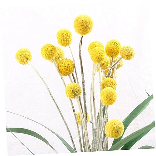 Ramo de 20 flores secas Craspedia decorativas miniatura 5