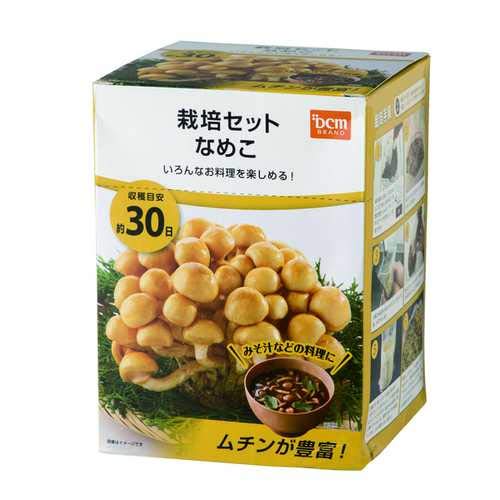 きのこ栽培セット