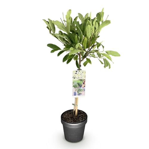 GreenboutiQ - Plante sur Tige - Magnolia stellata - Plante de Terrasse - Feuillage Caduc - Hivernante - Fleurs Blanches - Pot 19cm Hauteur 90cm