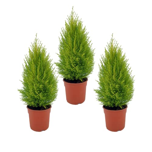 DECOALIVE Ciprés Goldcrest - Pack 3 Unidades - Árboles de Exterior Color Dorado