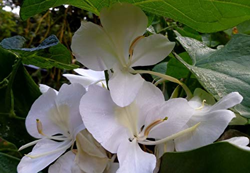 Hawaiian White Ginger Root Hedychium Coronarium J6 #TOP6