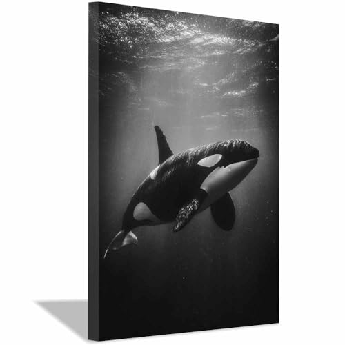 Épaulard noir poster sur toile 60x90cm pour remplacer un cadre vide