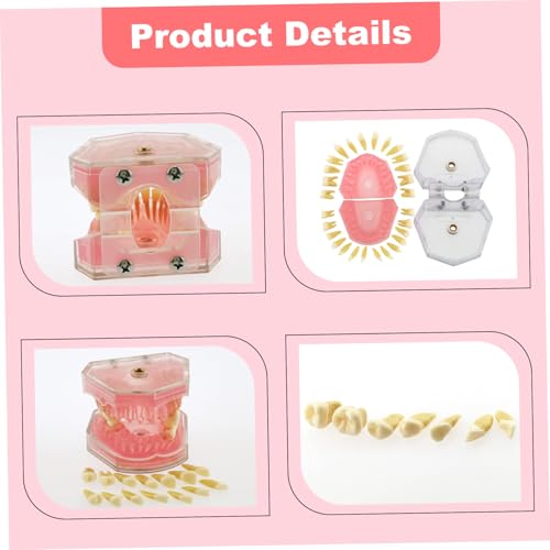 Tipodón interactivo y modelo dental de estudio didáctico con dientes extraíbles 2