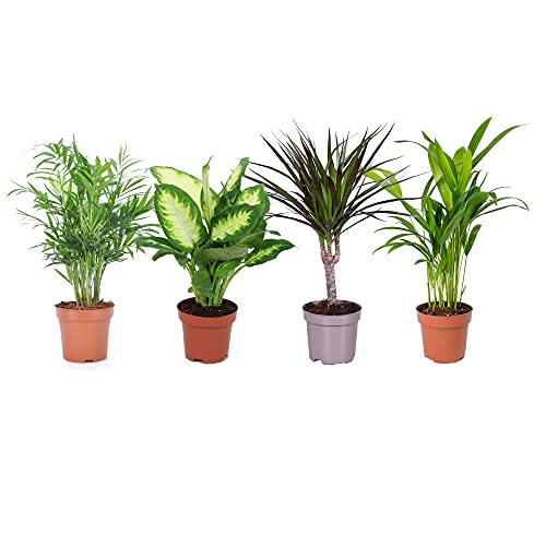 DECOALIVE Set Plantas Interior: Palmera Chamaedorea Elegans, Dieffenbachia, Dracaena Marginata y Palmera Areca, 8436601570802