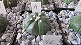 Portal Cool Cactus Colección Astrophytum asterias 3 cm aprox. Planta # 19