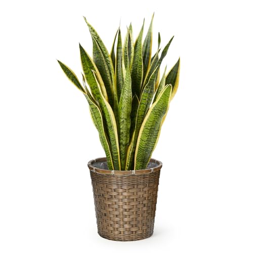 bloomee(ブルーミー) サンスベリア 7号サイズ 観葉植物 (編み込みバスケット 付) 本物 大型 室内用 鉢 (金運アップ 空気浄化 風水) おしゃれ インテリア 大きい (ギフト プレゼント お祝い) 初心者でも育てやすい