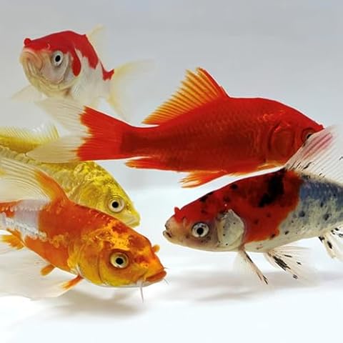 Toledo Goldfish Koi and Goldfish Combo Starter Pack, Perfect for Beginners Stocking Ponds, Tanks, or Aquariums - 3-4 Inches, 5 of Each, 25 Total Count Cover