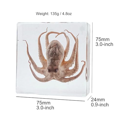 Image of Taxidermy Octopus Turtle Crab, Real Oceans Animals Specimens in Resin Preserved, Clear for Closer-Look & Study, Science Educational Classroom Specimen, for Ornament Decor and Gift (3.0x3.0x0.8-inch)
