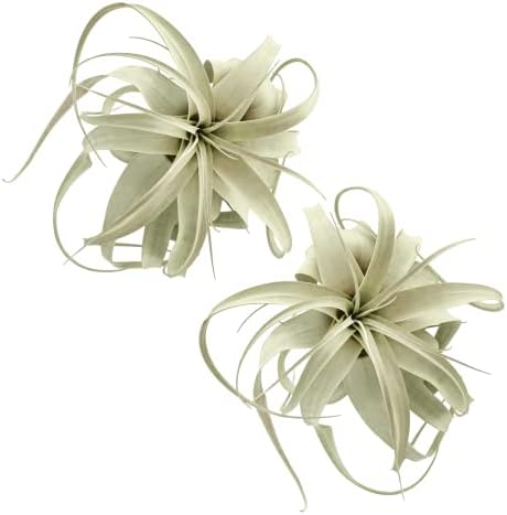 Leaves and Soul Tillandsia Xerographica Air Plant | Exotic Live Indoor Outdoor Plant| Rare Houseplant for Home, Office, Garden, Wall Hanging, Terrarium (Medium 9 inch Wide - 2 Pack)
