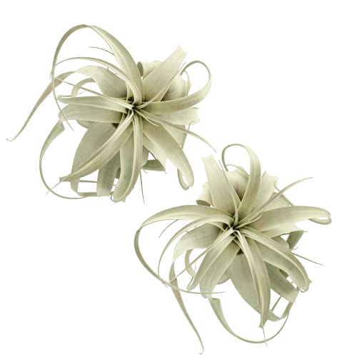 Leaves And Soul Tillandsia Xerographica Air Plant | Exotic Live Indoor Outdoor Plant| Rare Houseplant For Home, Office, Garden, Wall Hanging, Terrarium (Medium 9 Inch Wide - 2 Pack) #TOP11