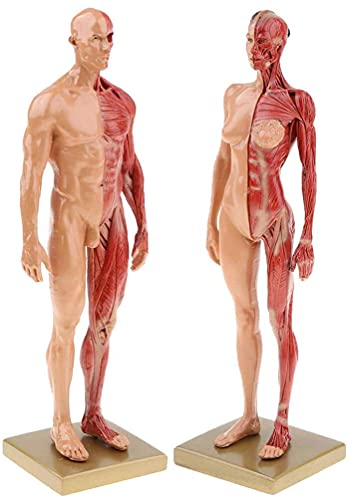 Image of BONEW 30CM Male and Female Resin Human Anatomical Anatomy Skull Head Body Model Muscle Bone Model Medical Lab Reference Model Red (Male&Female)