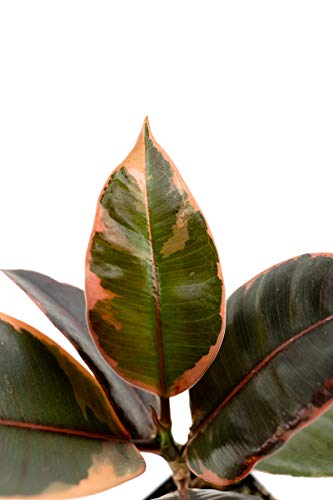 Ficus Elastica 'Ruby' - Variegated Rubber Tree #TOP2