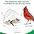 BTFSZ Clear Window Bird Feeder for Outside - Strongest Suction Cups 360° View Acrylic Design, Easy Fill & Clean Removable Tray-Perfect Christmasfor Gifts Bird Lovers, Kids, Grandparents,Cat Owners