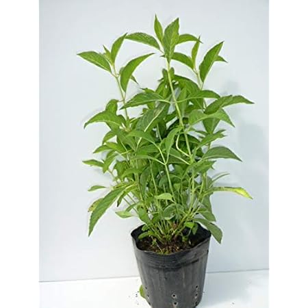 Amazon 10本セット アジサイ オトヒメ 樹高0 4m前後 15cmポット あじさい おとひめ 紫陽花ヤマアジサイ アジサイオトヒメ 販売 苗 植木 苗木 庭木 垣根 生垣 生け垣 生垣用 目隠し 木 植木