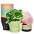 homenote Plant Pots, Set of 15 Plastic Planters with Multiple Drainage Holes and Tray 6 inch Indoor Plant Pot for All Home Garden Flowers Succulents