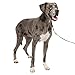 PetSafe Gentle Leader Head Collar with Training DVD, EXTRA LARGE 130+LBS., BLACK
