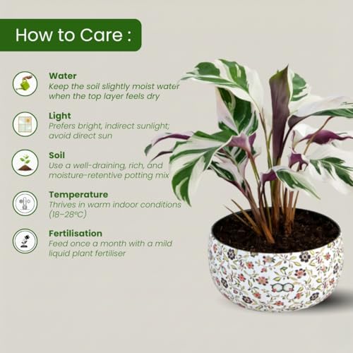 Image of Amulya Farms Indoor Plants for Home | Calathea White Fusion Live Plant with Premium Floral Print Metal pot | Air Purifying and Ornamental Plants for home, Living Room and Office Decoration