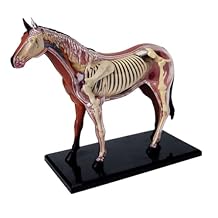 4D Horse Anatomy Model - Animal Skeleton Specimen, Detachable Biology, 26 Parts for Pet Clinic Veterinary School Teaching