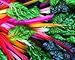 Swiss Rainbow Chard Seeds