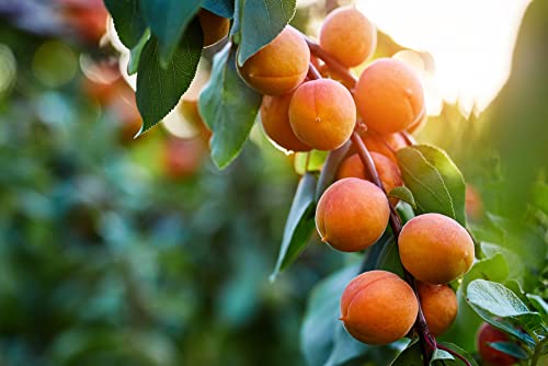 Fruit Seeds for Planting - Garden Fruit Seeds (Apricot - 10 Seeds)