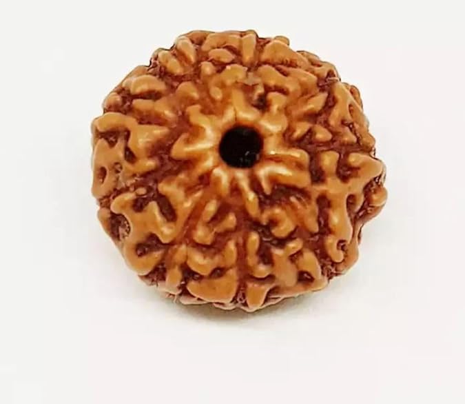 Image of Vado Certified 9 Mukhi Jawa Rudraksha with Authentic Lab Certificate Natural Indonesian Beads (9 Mukhi)
