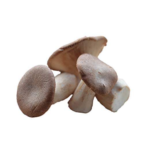 468Hށ@Jh`Fb@tbV@̂@C^A@LmR C^AYy100gzy①iz