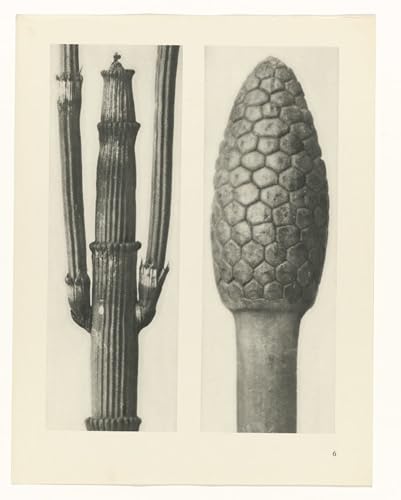 Tableau toile botanique Karl Blossfeldt affiche art 60x90 cm