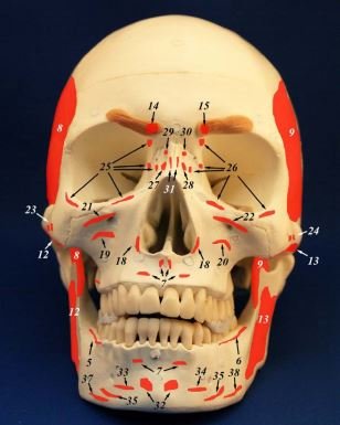Wellden Medical Anatomical Skull With Facial Musculature Model #TOP4