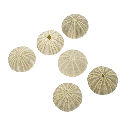 SOIMISS 4 Sätze Topfpflanze Schale Wohnzimmerdeko Fischbehälter Pflanzplane Seeigel Zum Basteln Gefälschte Pflanze Seeigel-luftpflanzentopf Muscheldesign Blumentopf Hülse Green 6 Stück * 4