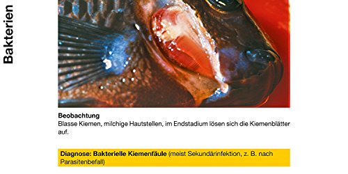 sera pond cyprinopur 250 ml - Arzneimittel gegen häufige Erkrankungen im Teich