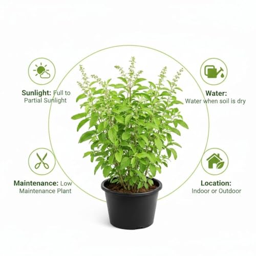 Image of Tulsi Live Plant with Pot | Green Krishna Rama Holy Basil Medicinal Ayurvedic Herb Plant | Sacred Pooja Indoor Outdoor Plant for Home Garden Balcony Terrace Decor | Pack of 1