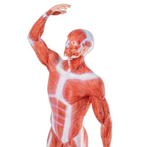 Image of HADWYN 20 inch Human Muscle Model Miniature Muscular System Model, Human Muscular Figure Human Body Anatomy Model for Medical Physiology Teaching