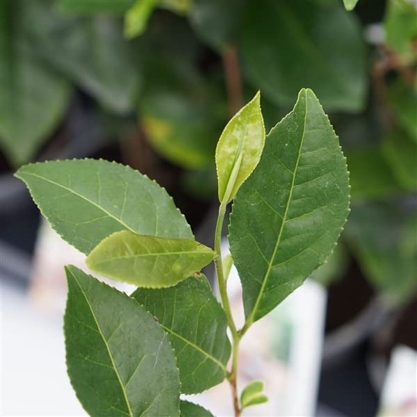 Evergreen Camellia Sinensis Live Tea Plant in 10.5CM Pot | Grow Your Own Tea