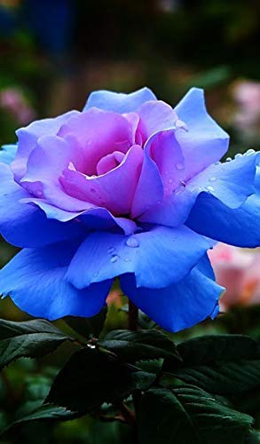 Royal Paradise Garden"Magical Blue" Rose Flower Plant Home Garden Plant 1 Grafted Rose Live Plant (B07RJ9YZJT) Amazon Price History, Amazon Price Tracker