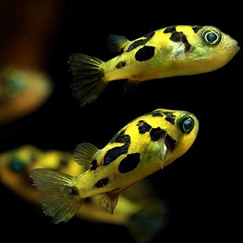 Dwarf Pea Puffer – Indian Pea (Small)
