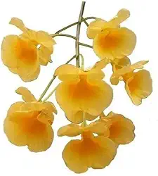 Orquídea Dendrobium Agregatum Plantas Adultas Flores Amarelo Ouro Exótica Rara