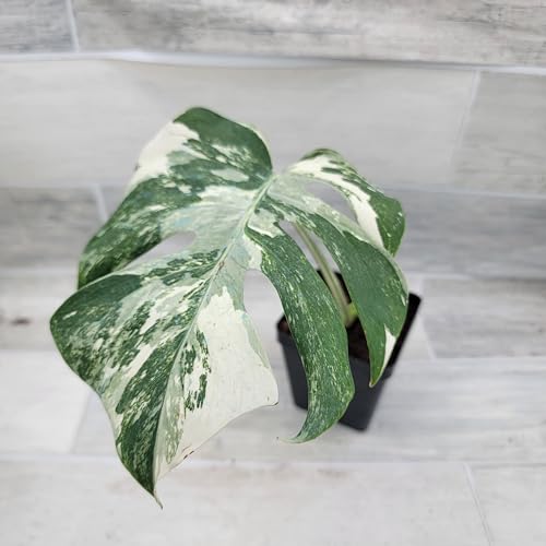 Rooted Monstera Albo – Rare Variegated Swiss Cheese Plant | Striking Foliage | Monstera Deliciosa Albo Variegata - Indoor Plants, Monstera Plant - Fully Rooted in 4-Inch Pot by 3exoticgreen