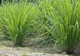 Grass seeds for goat farming,High germination (5000 seeds) (B0CKPR12QY) Amazon Price History, Amazon Price Tracker