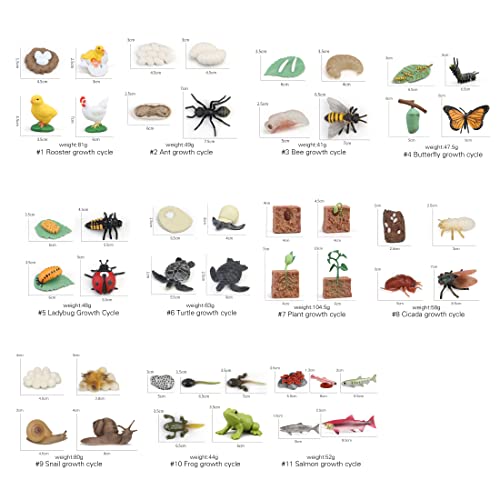5Pc Insect Figurines Life Cycle Of Rooster, Ant, Bee, Butterfly, Ladybug, Cicada Frog|Plastic Bugs For Safariology Animal Figures, Preschool Science Educational Toy (Frog Cycle) #TOP4