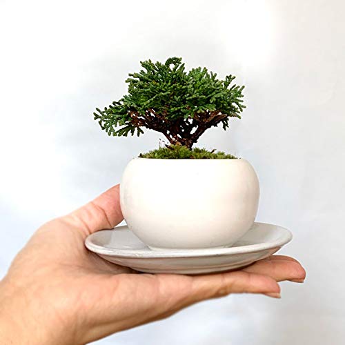 Amazon.co.jp: 壮大な景色をお楽しみください【連山檜（れんざんひのき