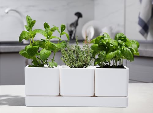 D'Vine Dev Herb Garden Planter Set thumb #1